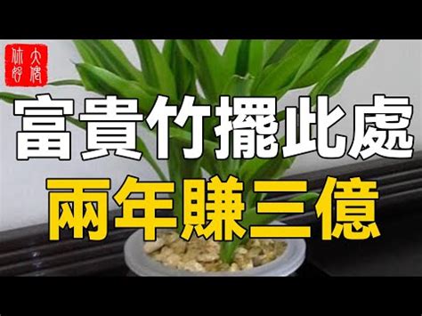 唐竹風水|☯️ 如何按照風水來擺設唐竹？（特徵、方位、共同擺設的植物）